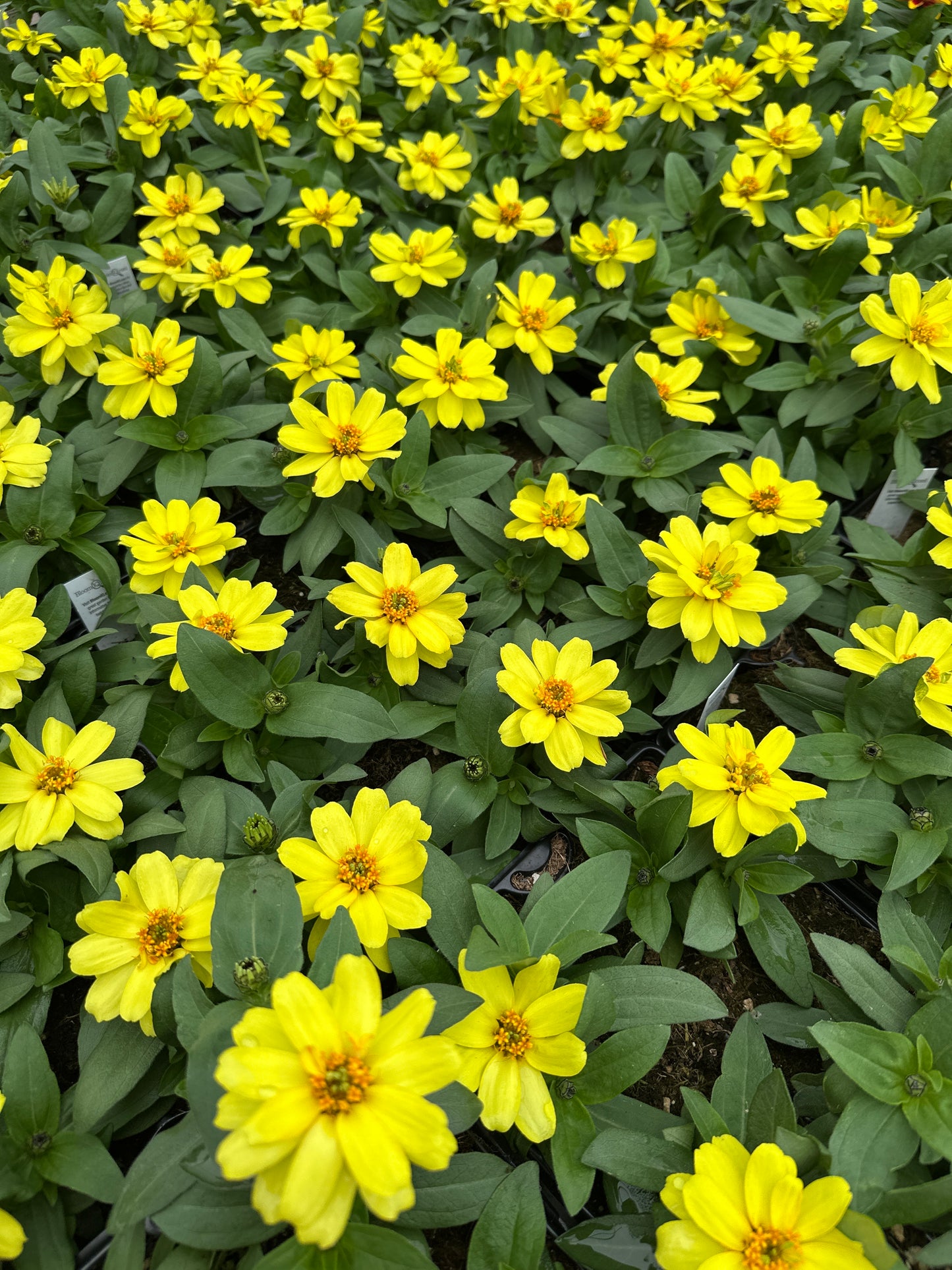 ZINNIA PROFUSION DOUBLE YELLOW - JUMBO 6 PACK