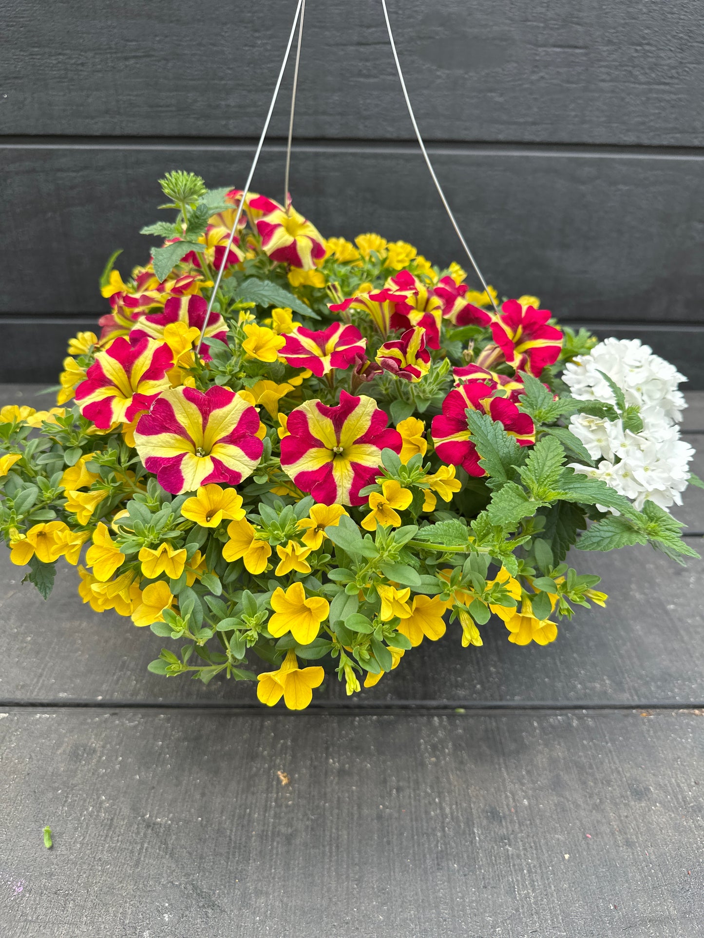 BASKET #26 - 10'' HANGING BASKET