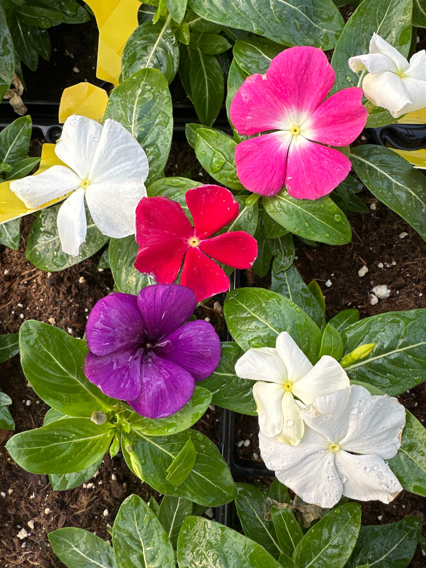PERIWINKLE VINCA TATTOO AMERICAN PIE MIX - JUMBO 6 PACK