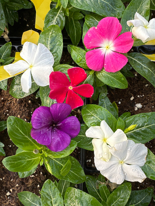 PERIWINKLE VINCA TATTOO AMERICAN PIE MIX - JUMBO 6 PACK
