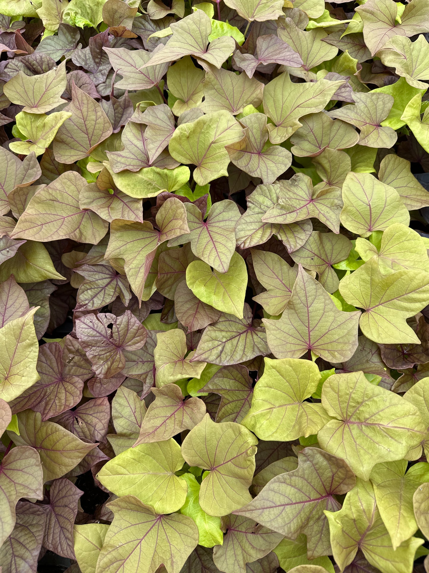 IPOMOEA SIDEKICK HEART BRONZE - 4" POT