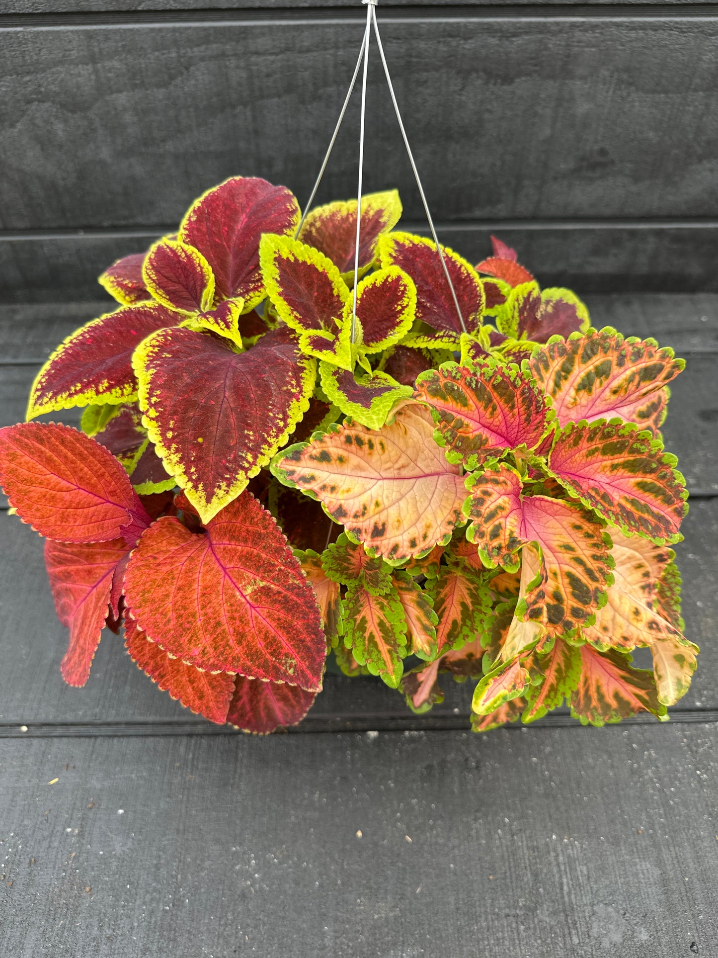 COLEUS WIZARD SELECT MIX - 8" HANGING BASKET