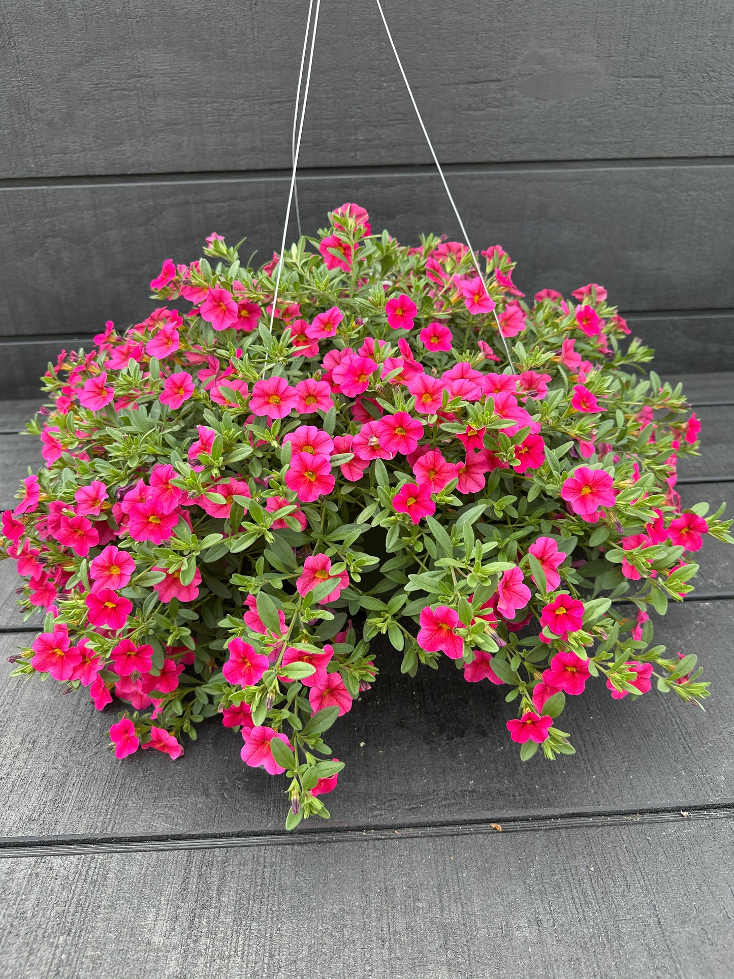 CALIBRACHOA CABARET HOT PINK - 10" HANGING BASKET
