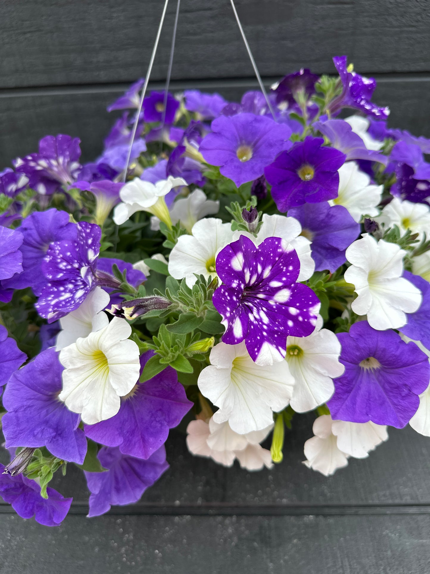 COMBO SKY'S THE LIMIT - 10" HANGING BASKET
