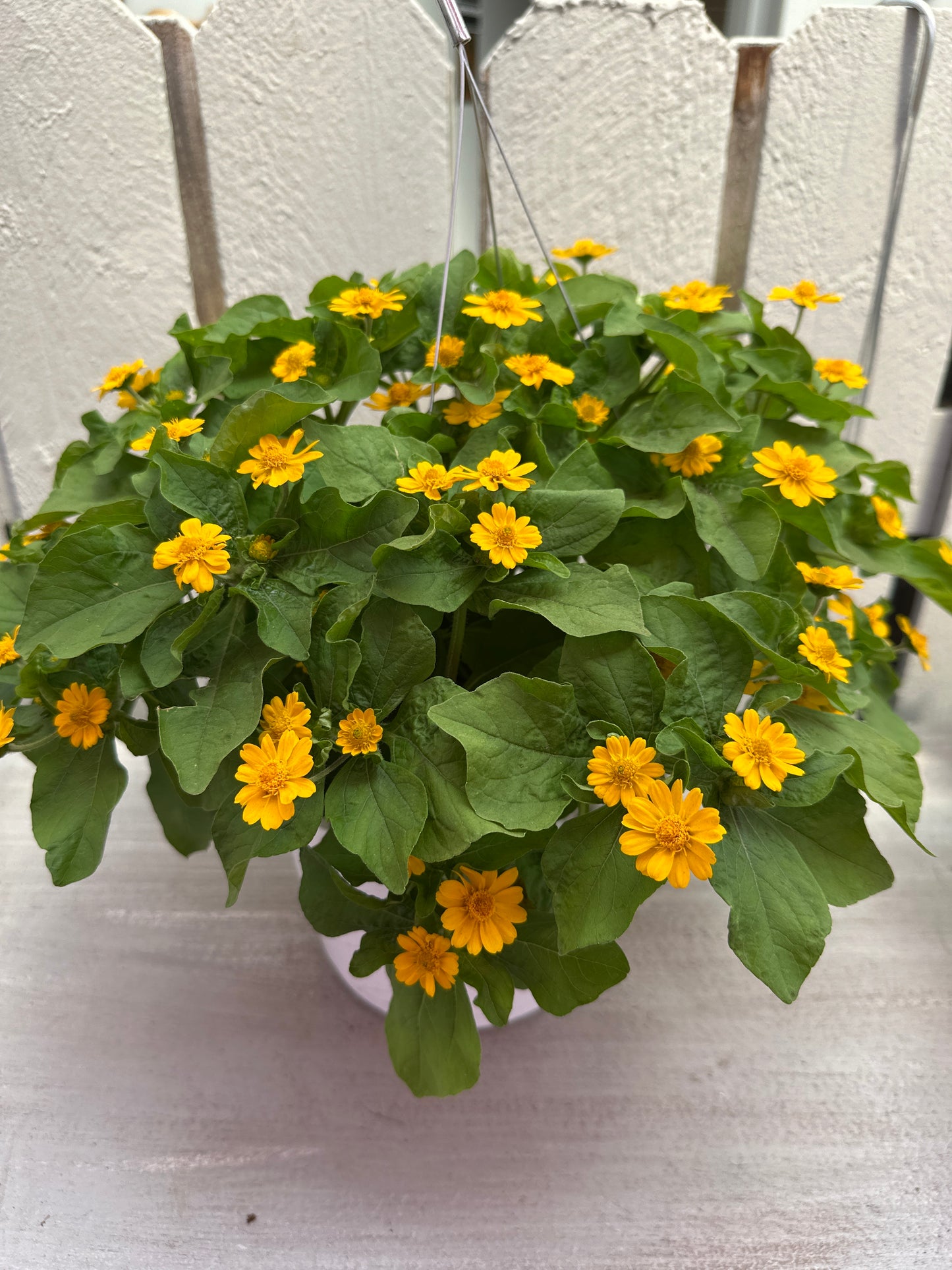 MELAMPODIUM JACKPOT GOLD - 8" HANGING BASKET