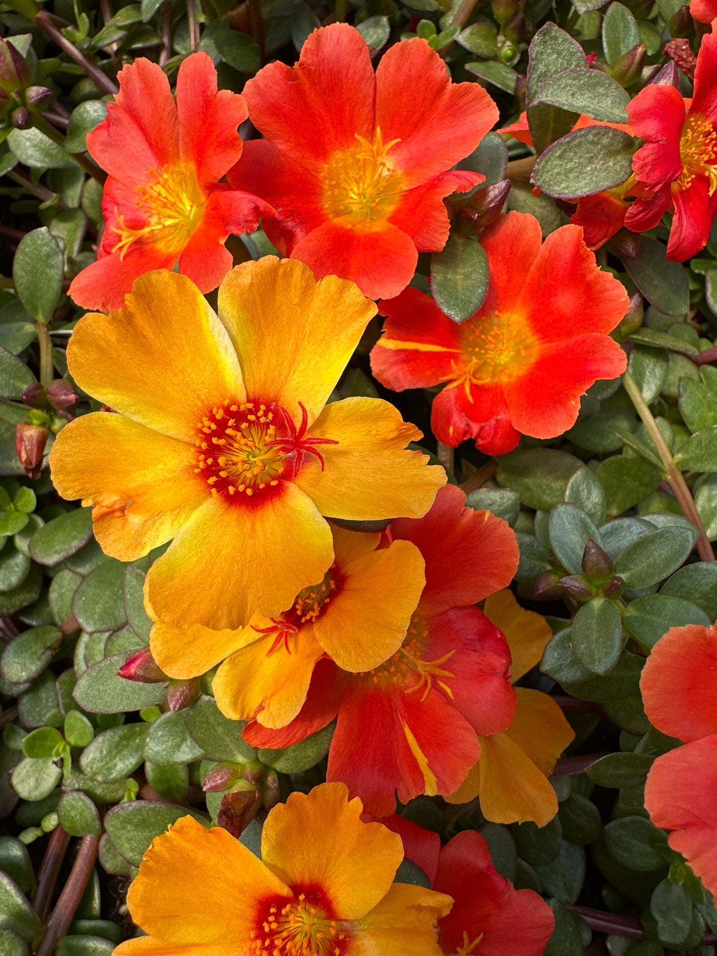 PORTULACA MEGA PAZZAZ ORANGE - 4" POT