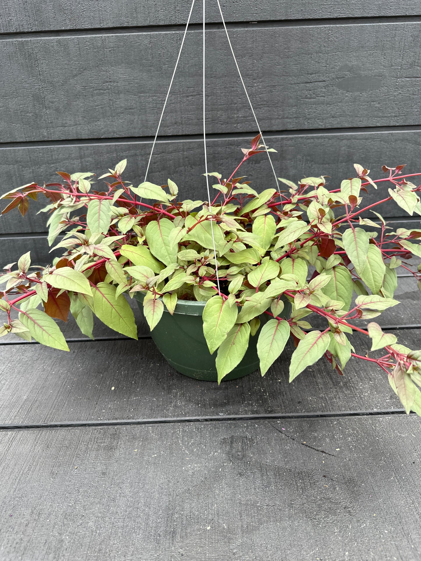 FUCHSIA MARINKA - 10" HANGING BASKET