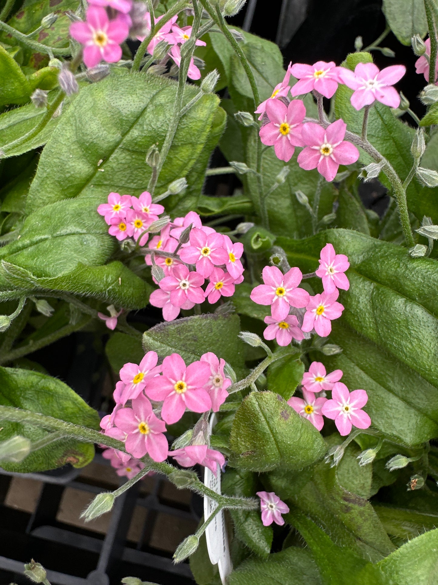 MYOSOTIS SYLVATICA SYLVA ROSYLVA - QUART POT