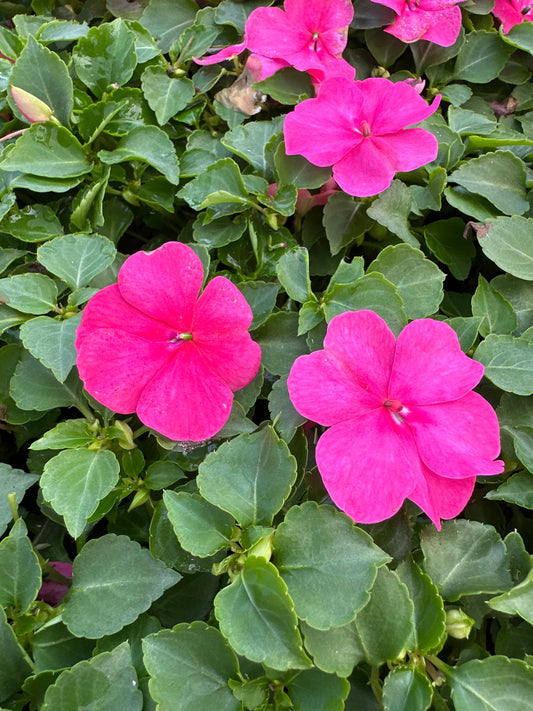 IMPATIENS BEACON ROSE - FLAT OF 32 PLANTS