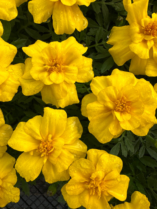 MARIGOLD SAFARI YELLOW - FLAT OF 48 PLANTS