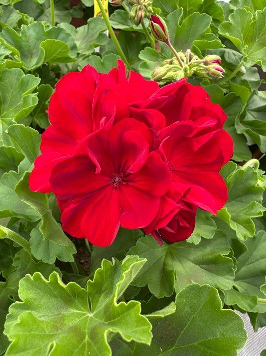 GERANIUM CALLIOPE MEDIUM DARK RED - 8" POT