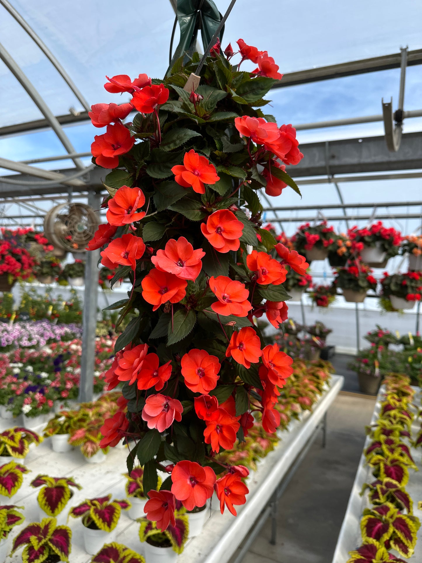 SUNPATIENS COMPACT HOT CORAL - FLOWER BAG