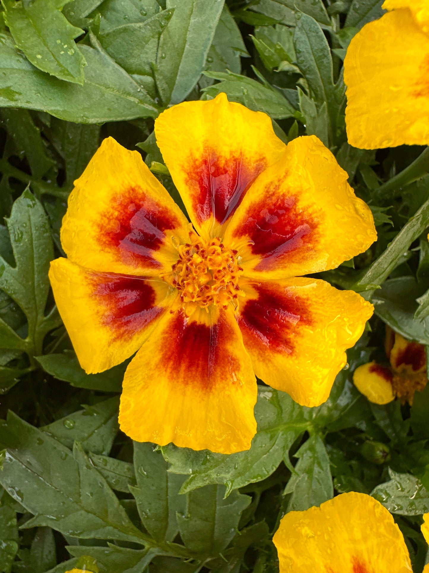 MARIGOLD DISCO MARIETTA - FLAT OF 48 PLANTS