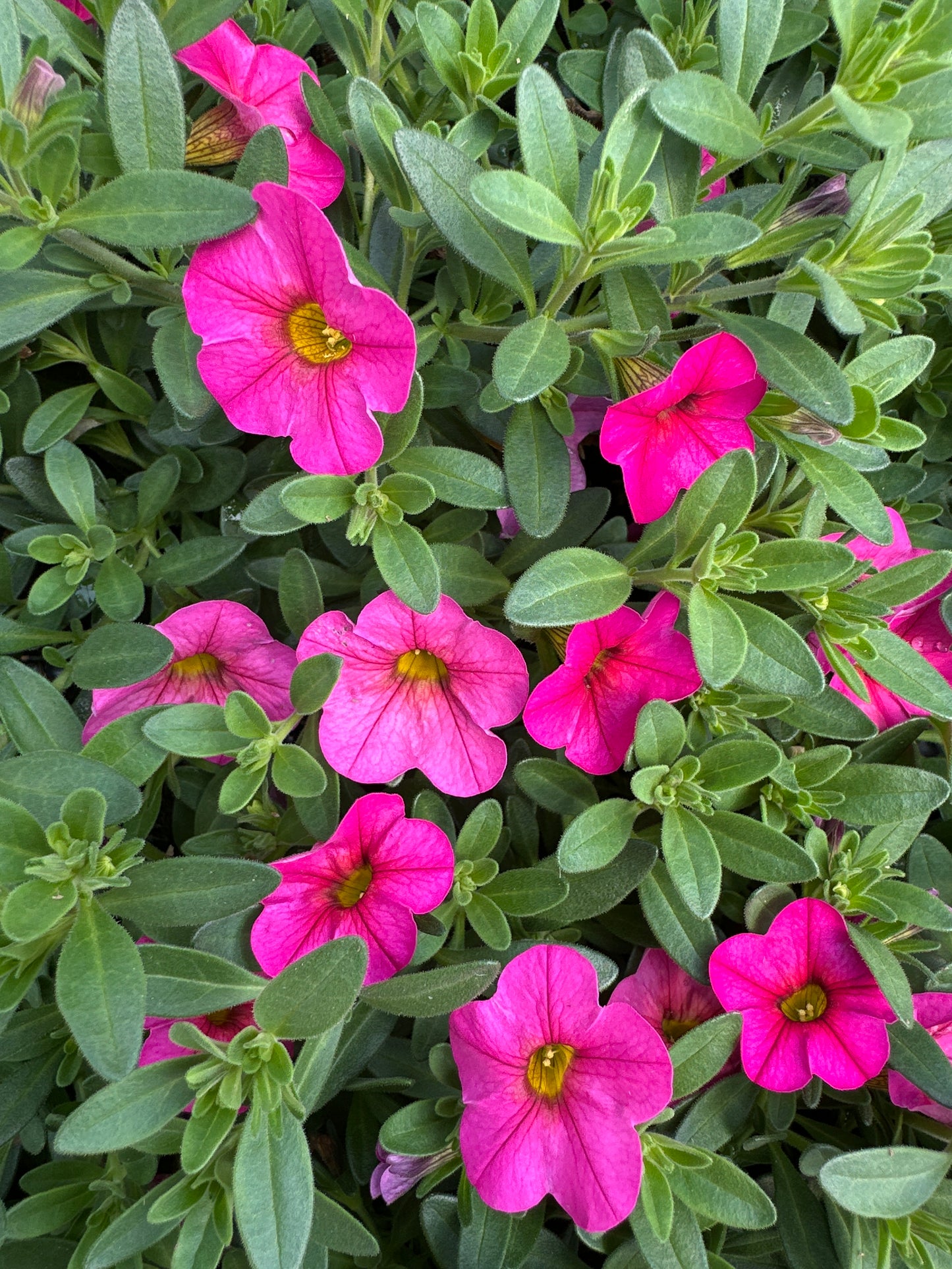 CALIBRACHOA CABARET HOT PINK - JUMBO 6 PACK