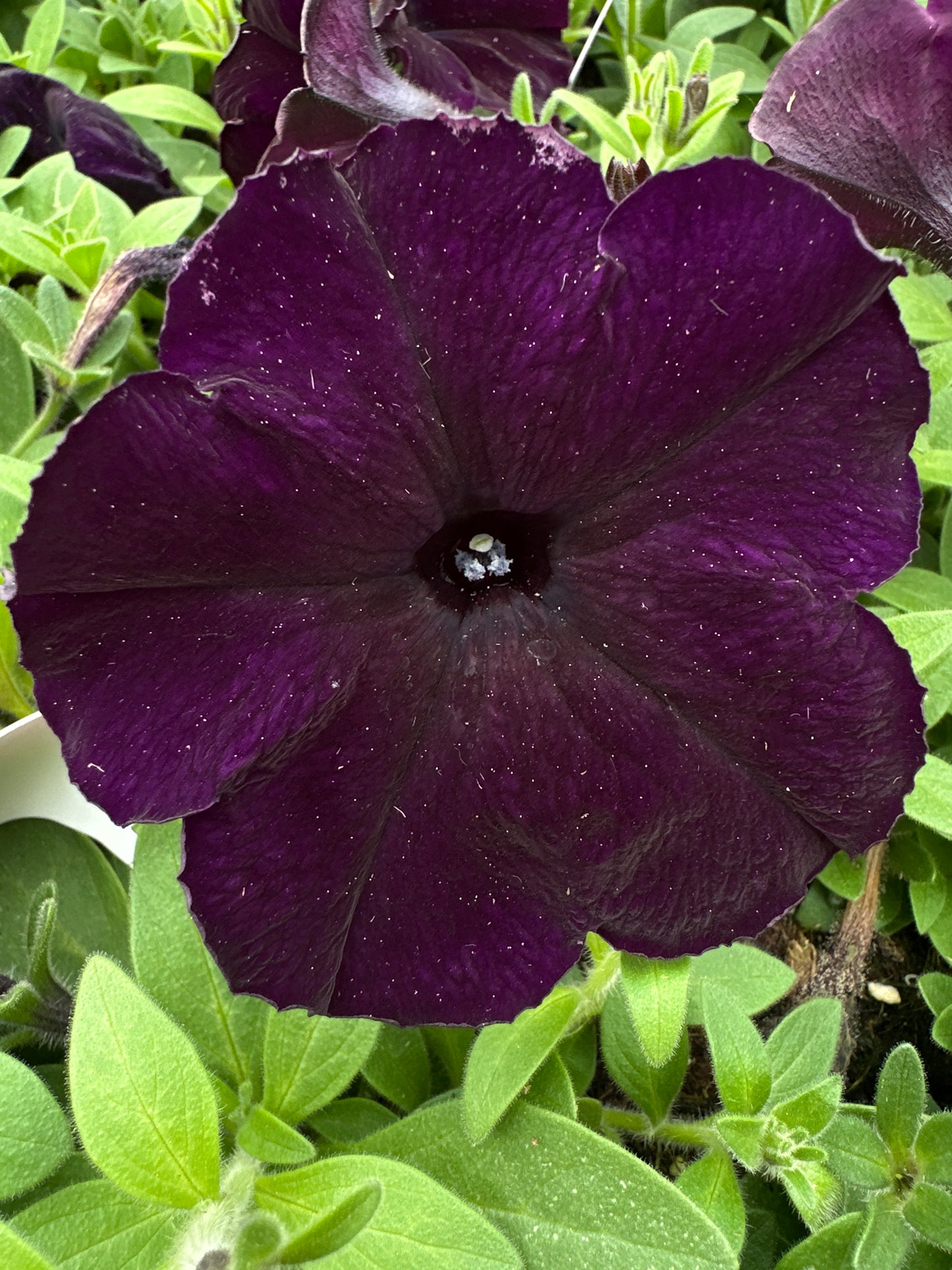 PETUNIA EASY WAVE NAVY VELOUR - JUMBO 6 PACK