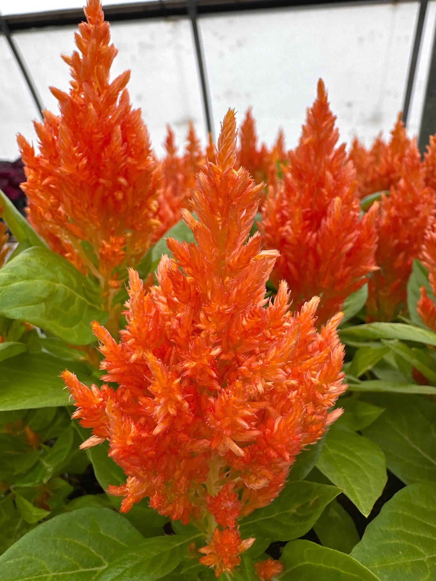 CELOSIA KIMONO ORANGE - FLAT OF 48 PLANTS