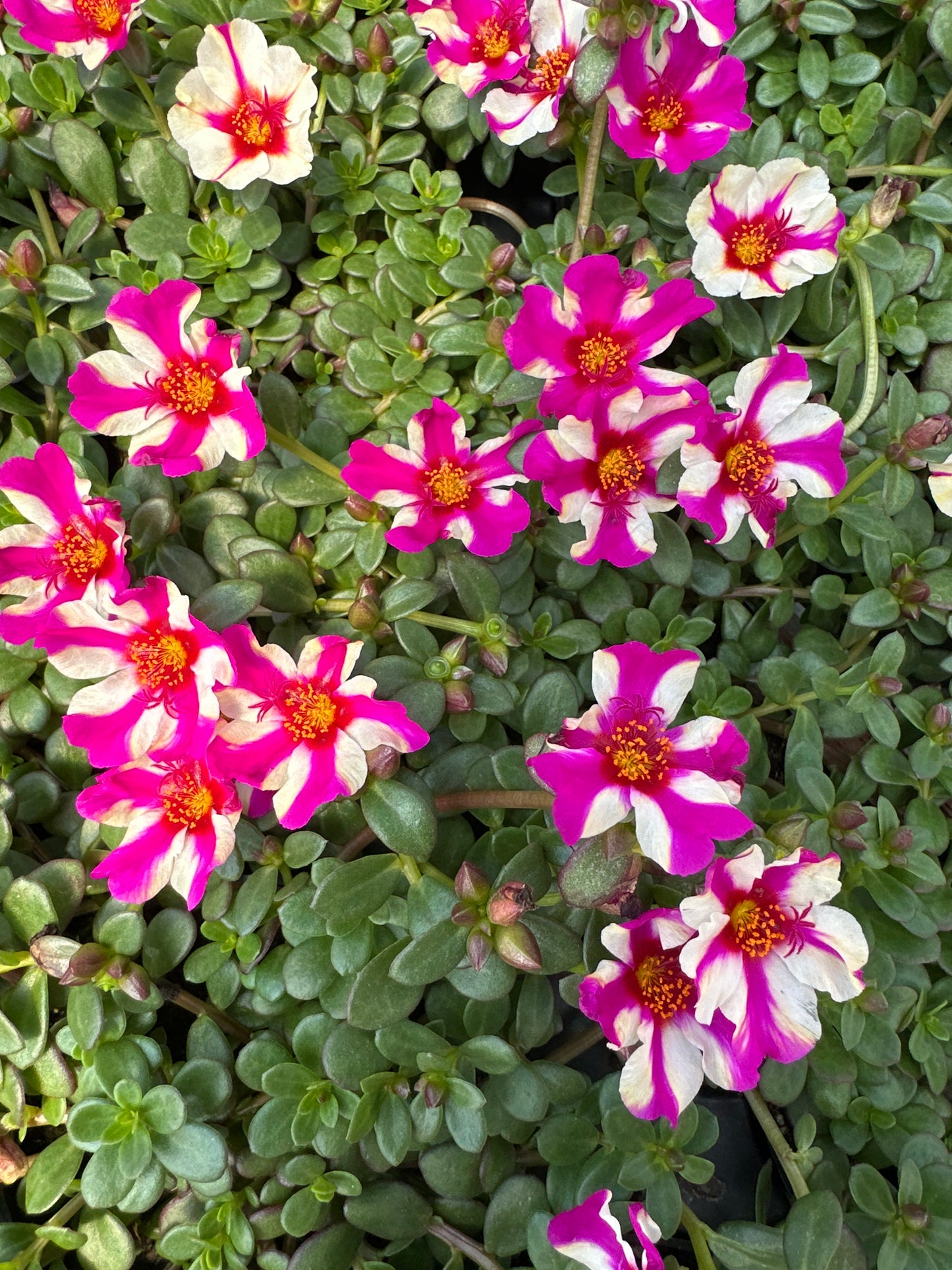 PORTULACA COLORBLAST PINK LADY - 4" POT