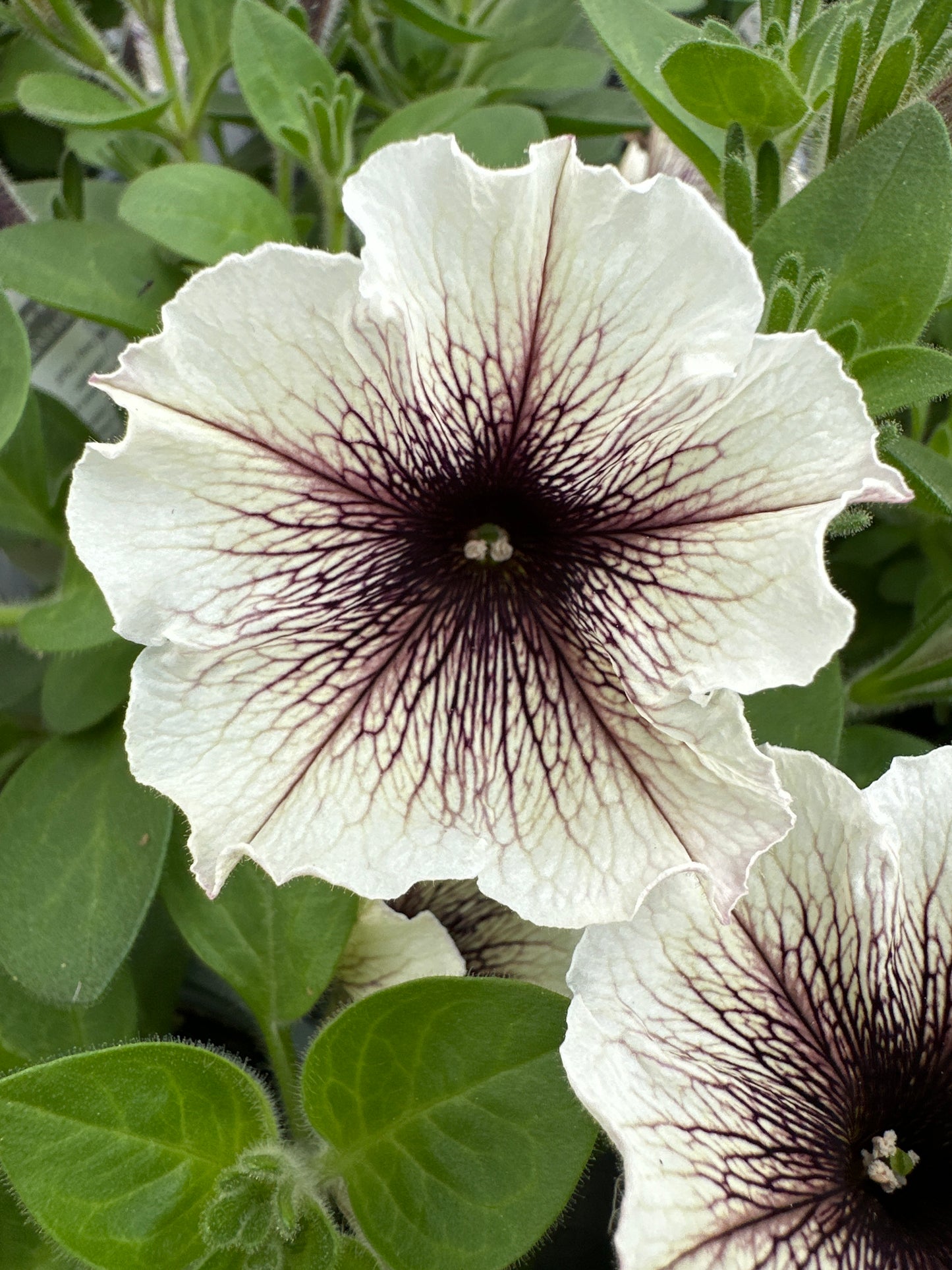 PETUNIA SUPERTUNIA LATTE - QUART POT