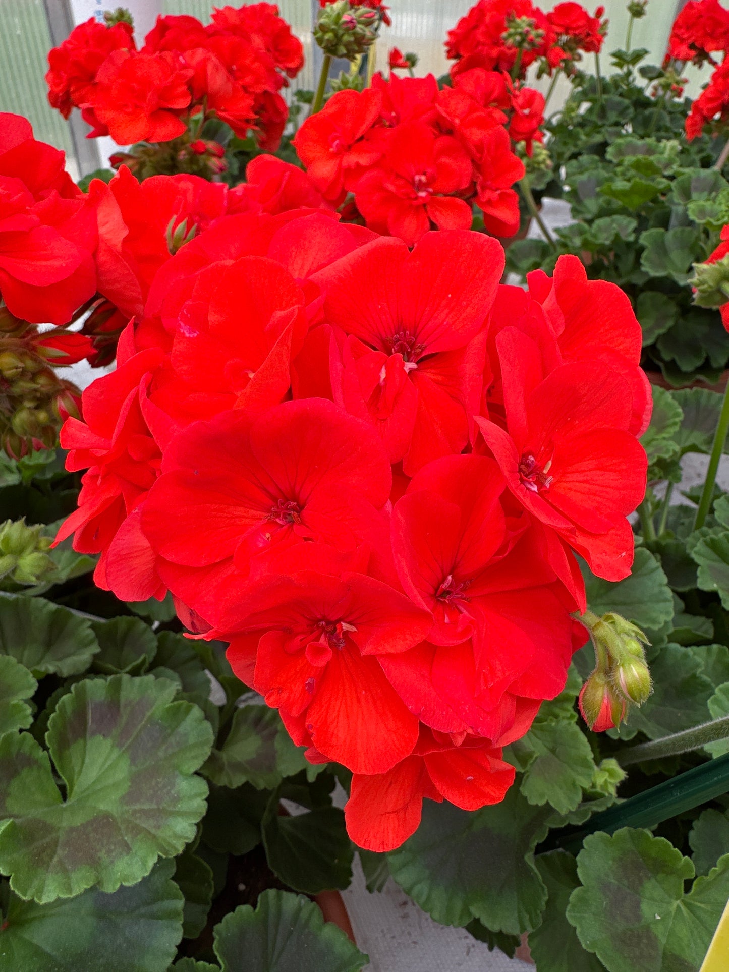 GERANIUM DYNAMO ORANGE - 8" POT
