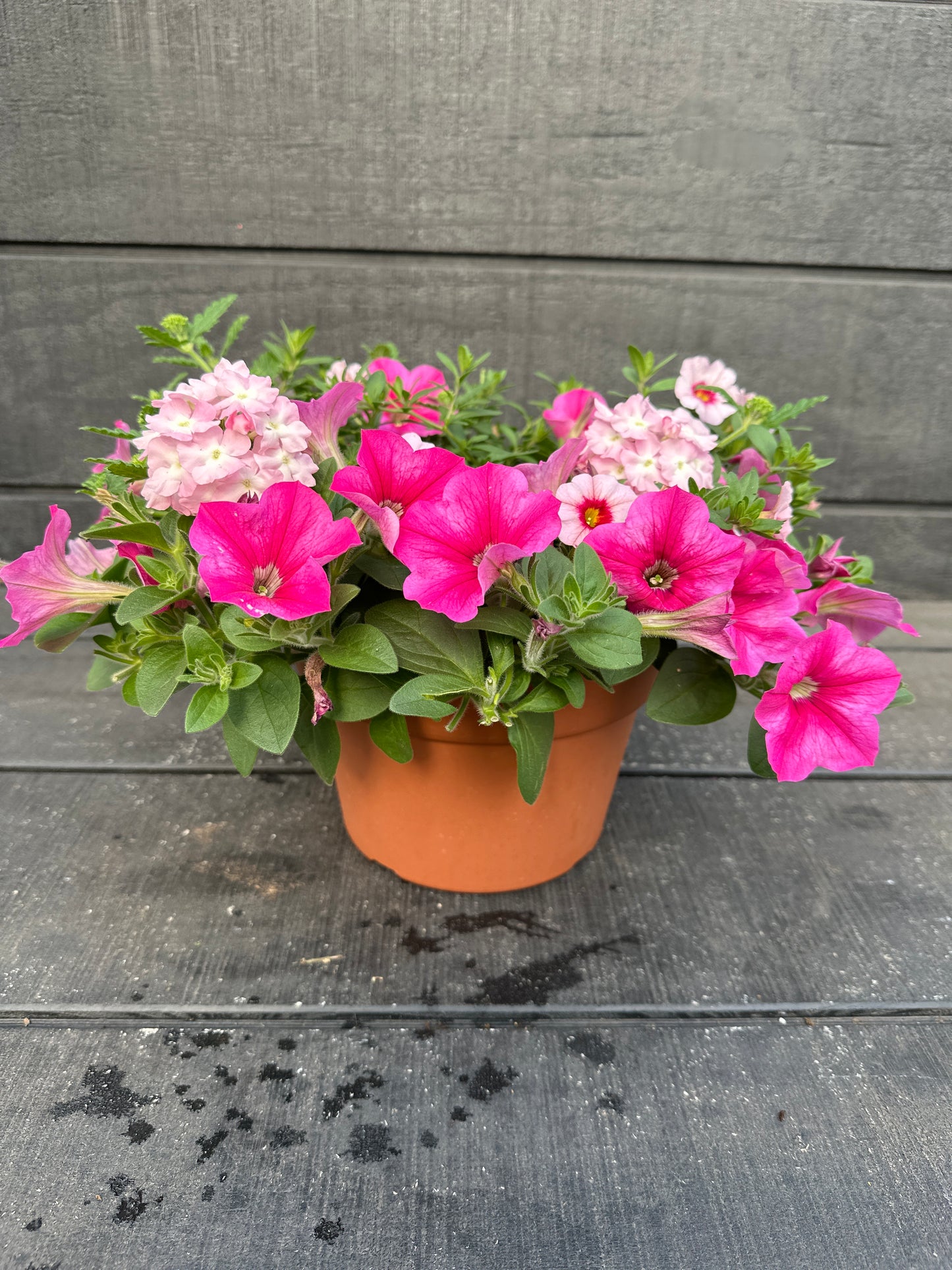 COMBO #43 - 8" POT