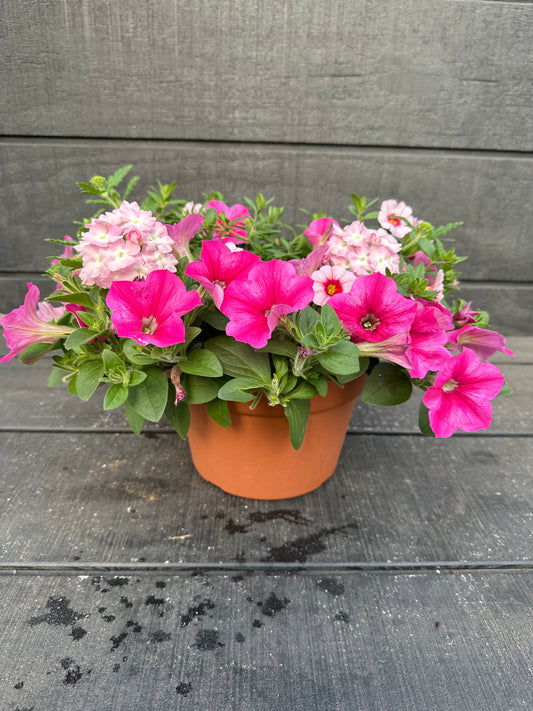 COMBO #43 - 8" POT