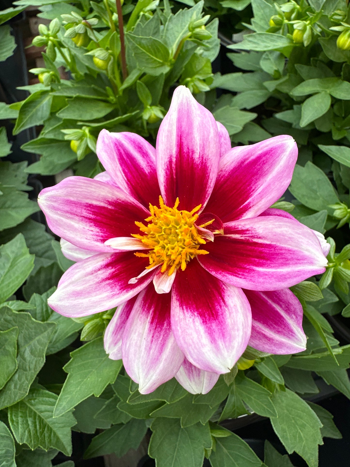 DAHLIA DAHLINOVA FLORIDA - QUART POT