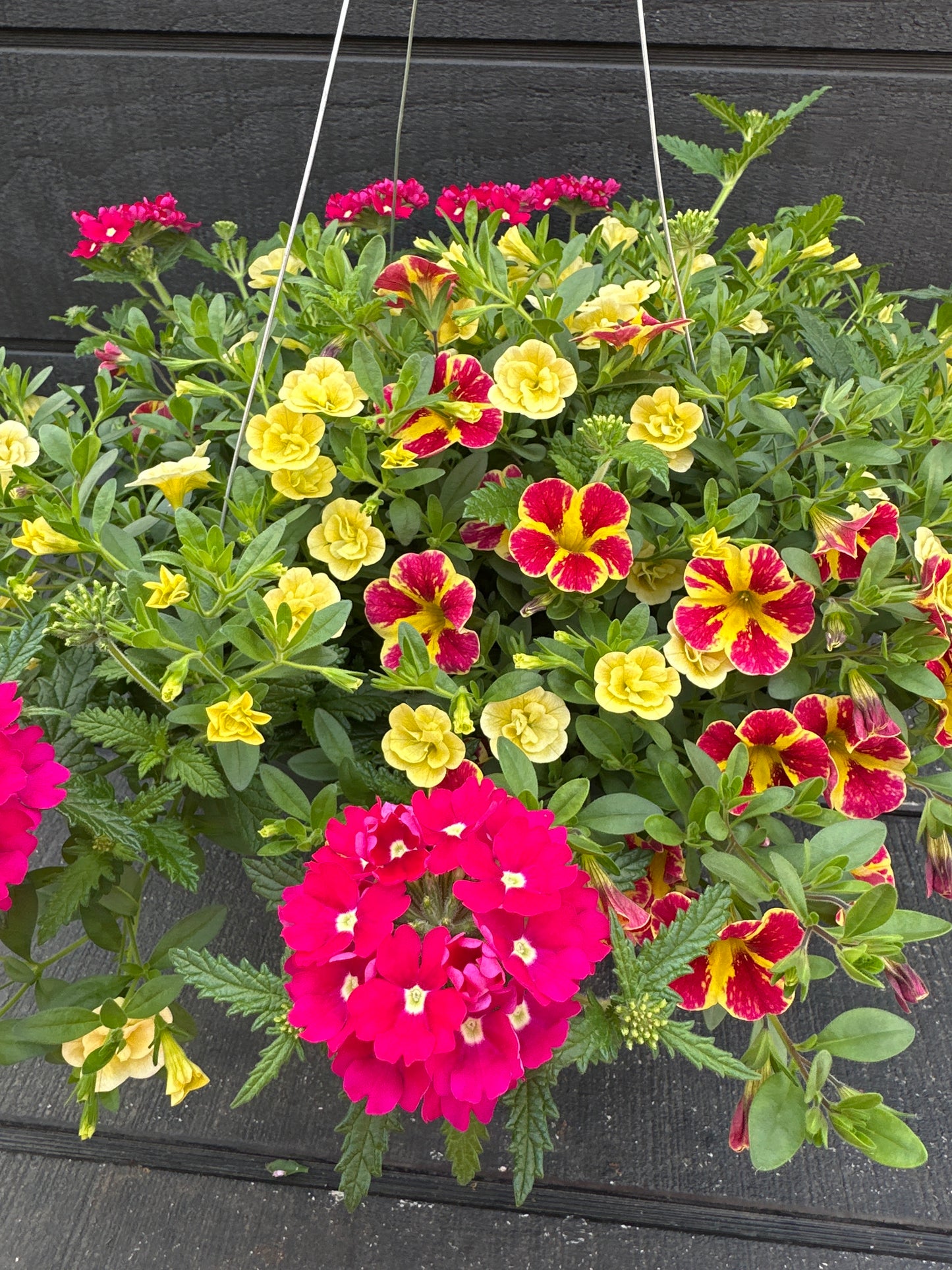 COMBO SWIRLING SHUFFLE - 10'' HANGING BASKET