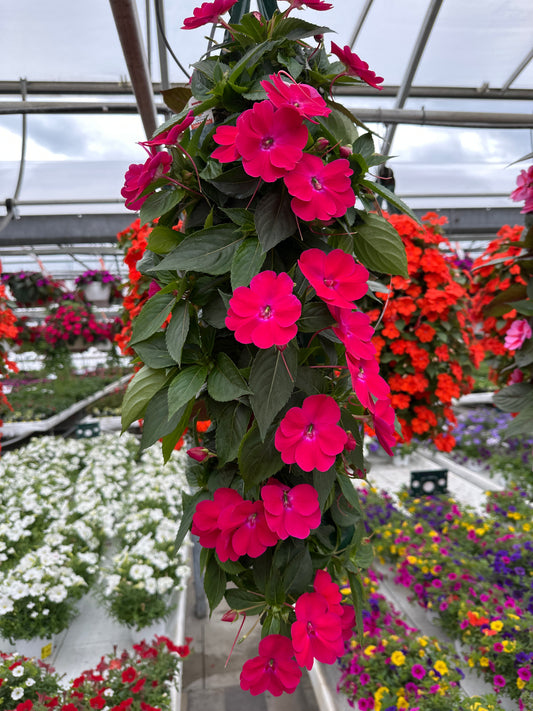 SUNPATIENS COMPACT ROSE GLOW - FLOWER BAG