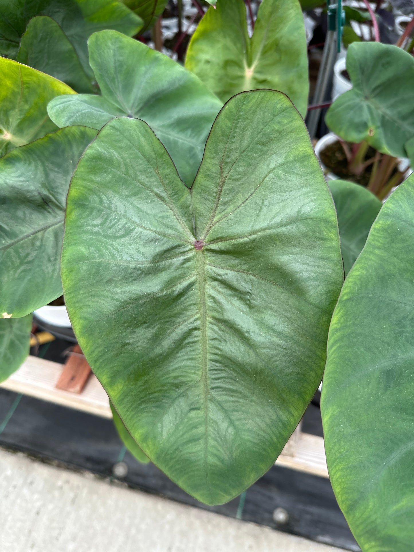 COLOCASIA HAWAIIAN PUNCH - 6" POT