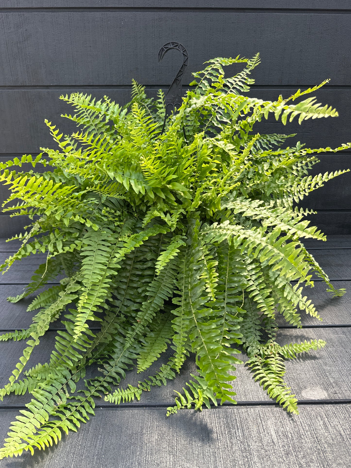 Boston Fern