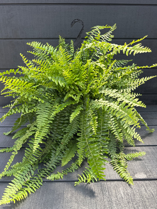 Boston Fern