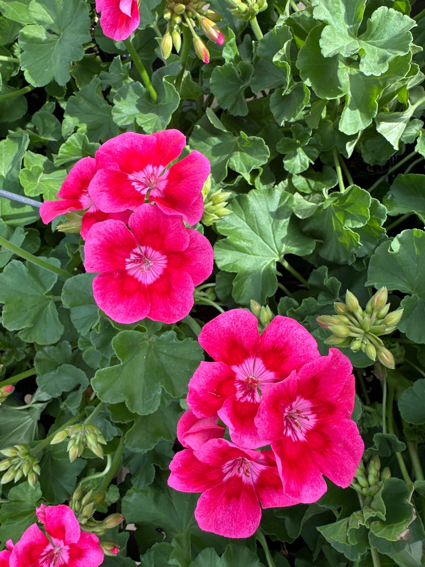 GERANIUM CALLIOPE MEDIUM ROSE MEGA SPLASH - 6" POT