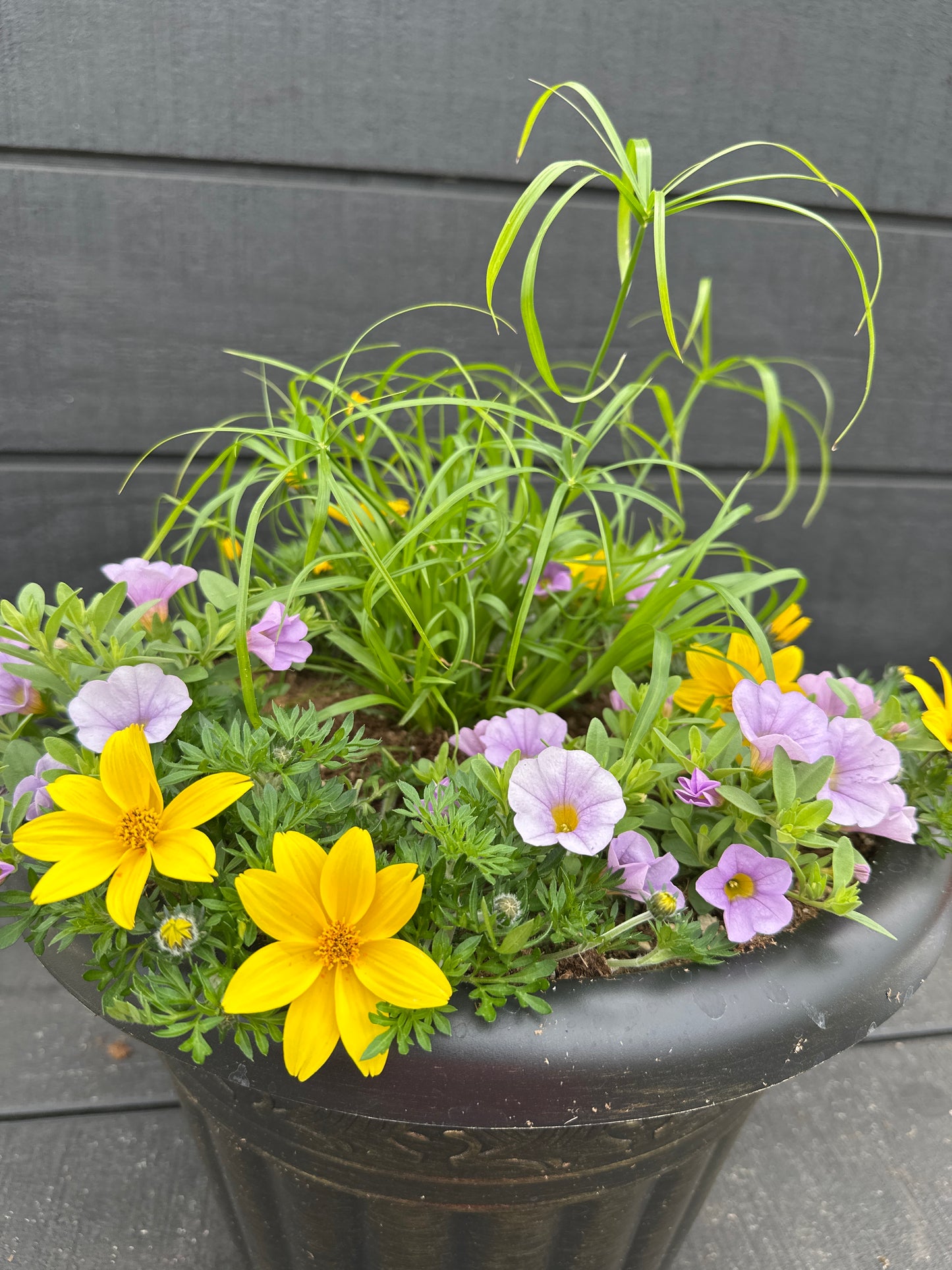 COMBO #6 - 12'' POT