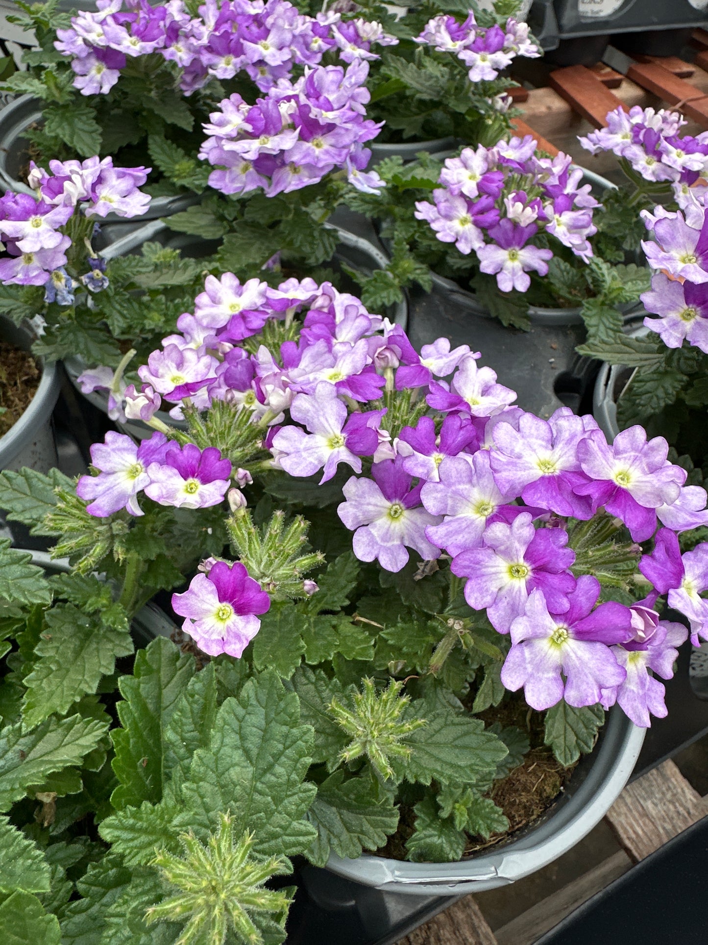VERBENA SUPERBENA SPARKLING AMETHYST - QUART POT