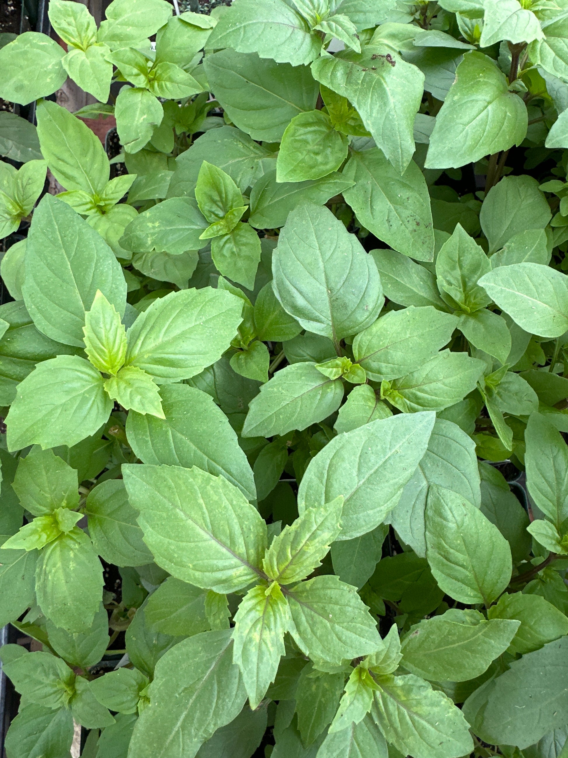 basil cinnamon plant BASIL CINNAMON OCIMUM BASILICUM