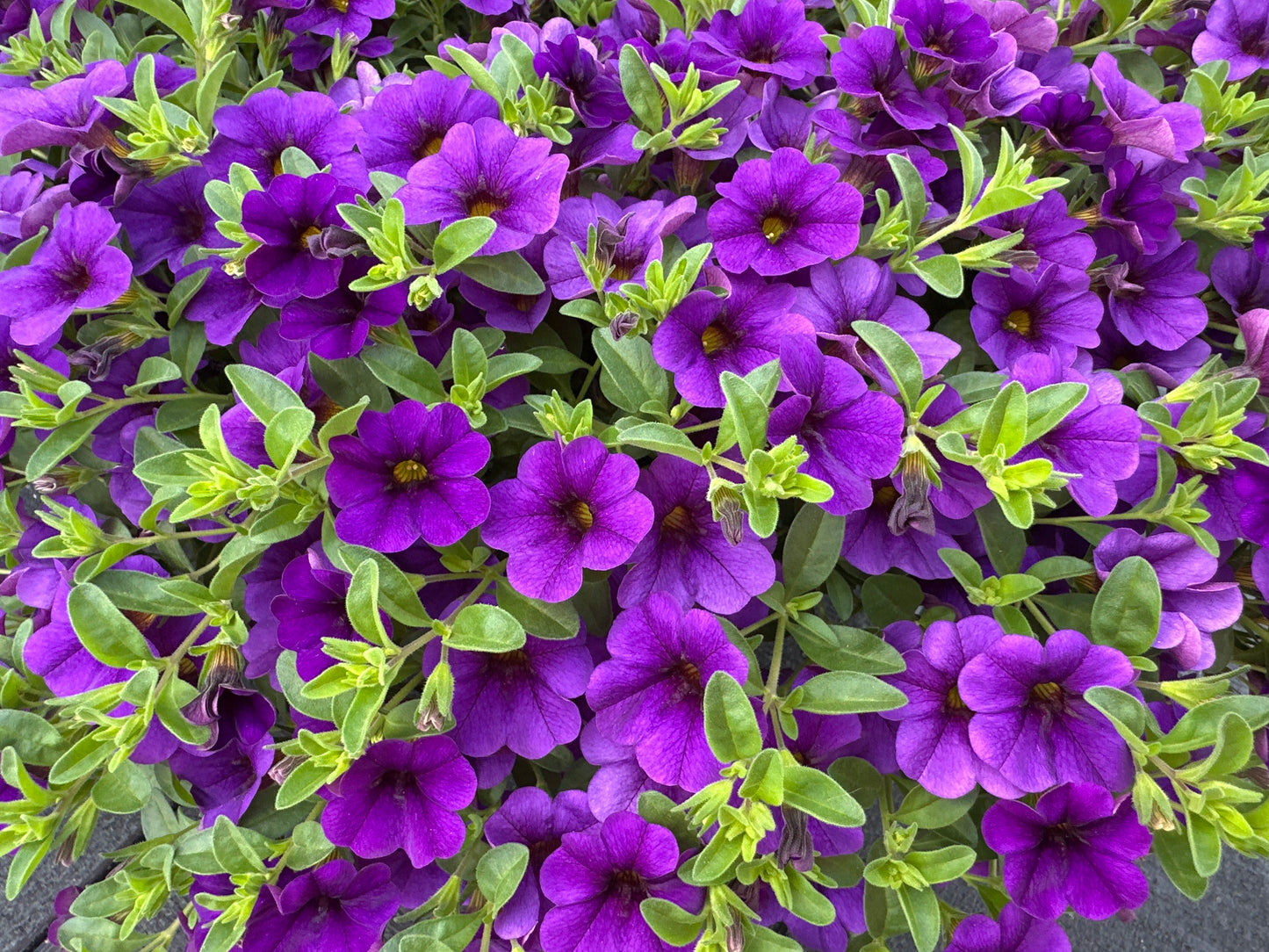 CALIBRACHOA CABARET DEEP BLUE - 10'' HANGING BASKET