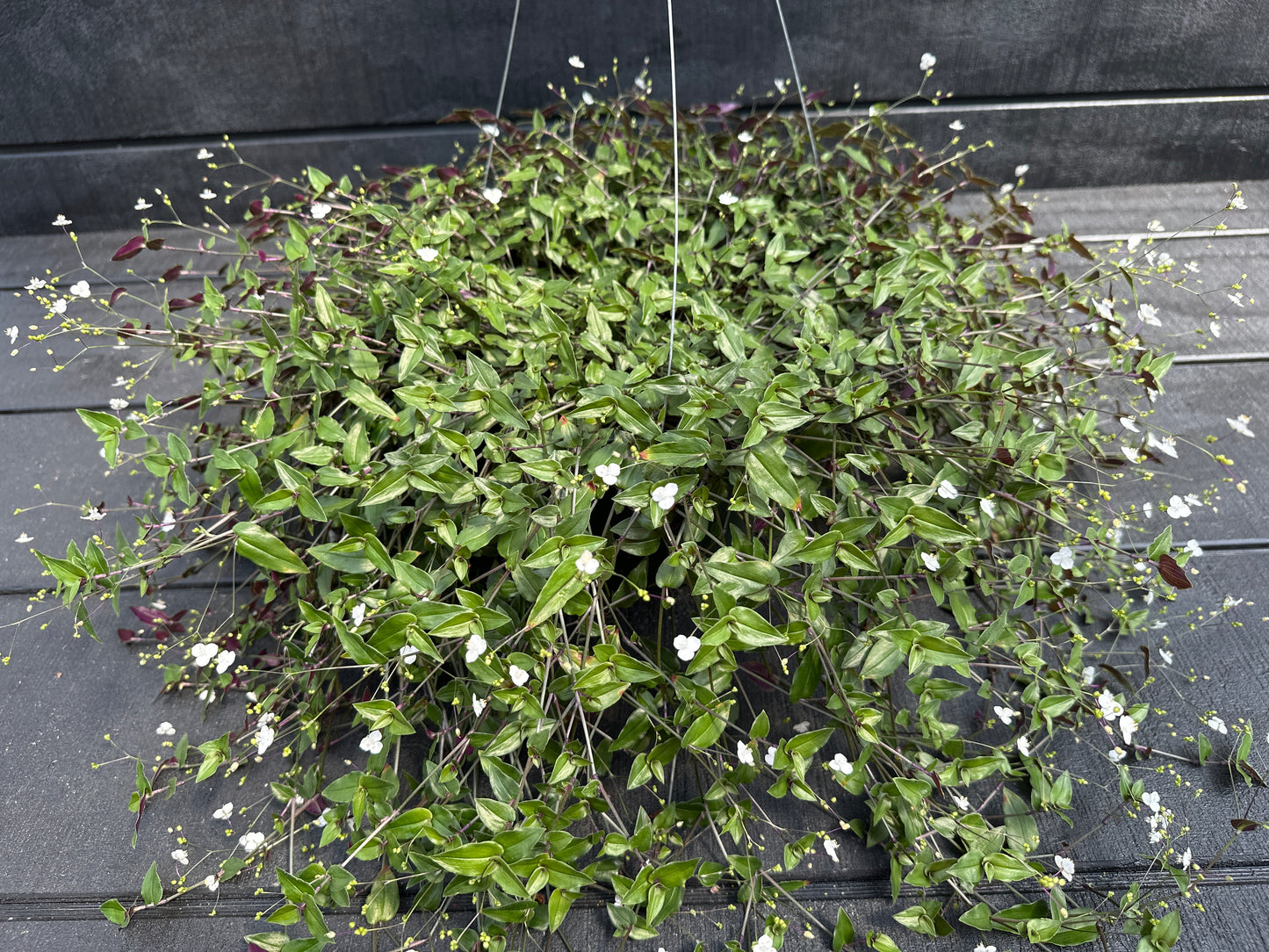 TRADESCANTIA MULTIFLORA BRIDAL VEIL - 10'' HANGING BASKET