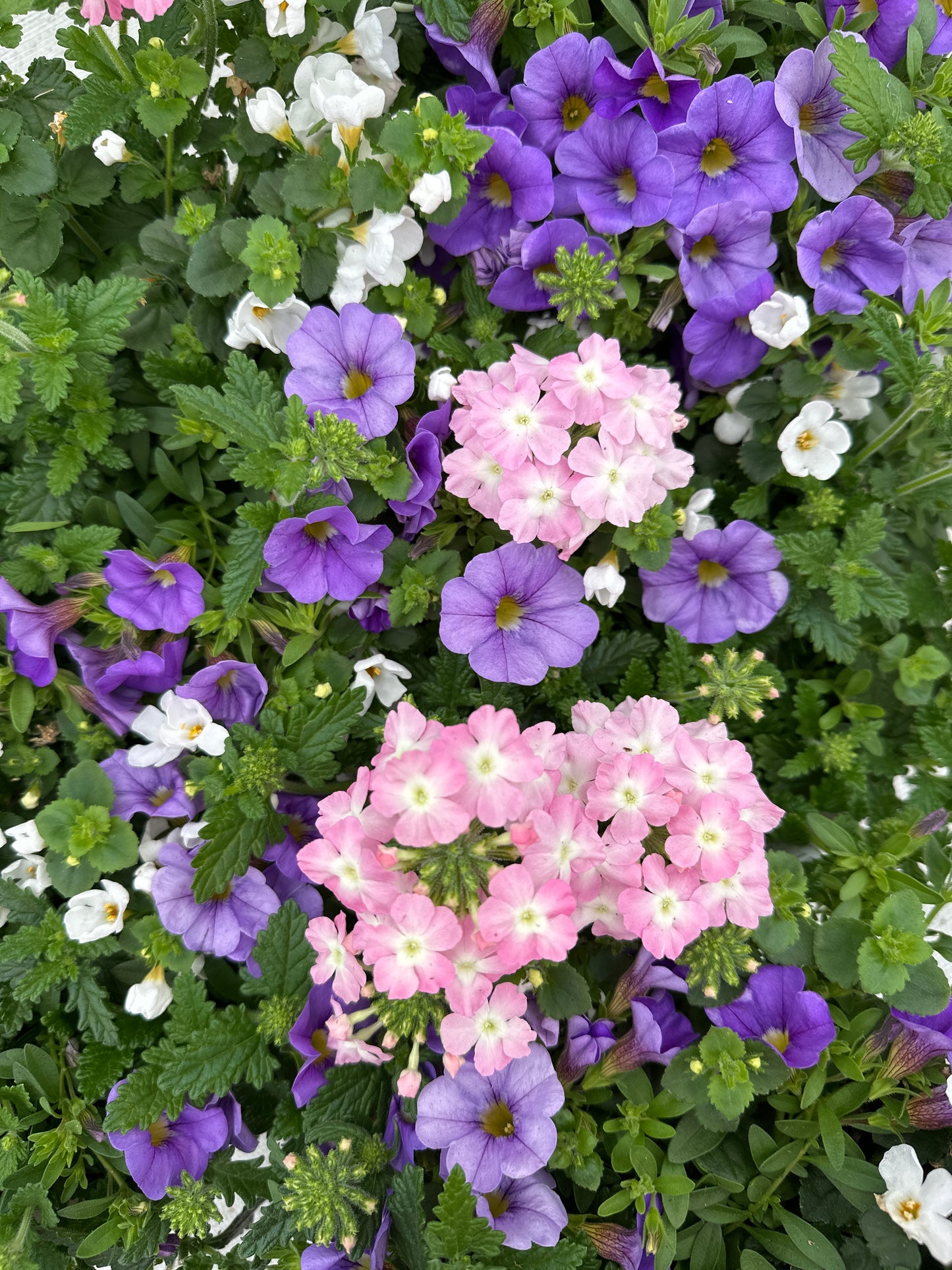 COMBO BLUEBERRY PARFAIT - 6" POT