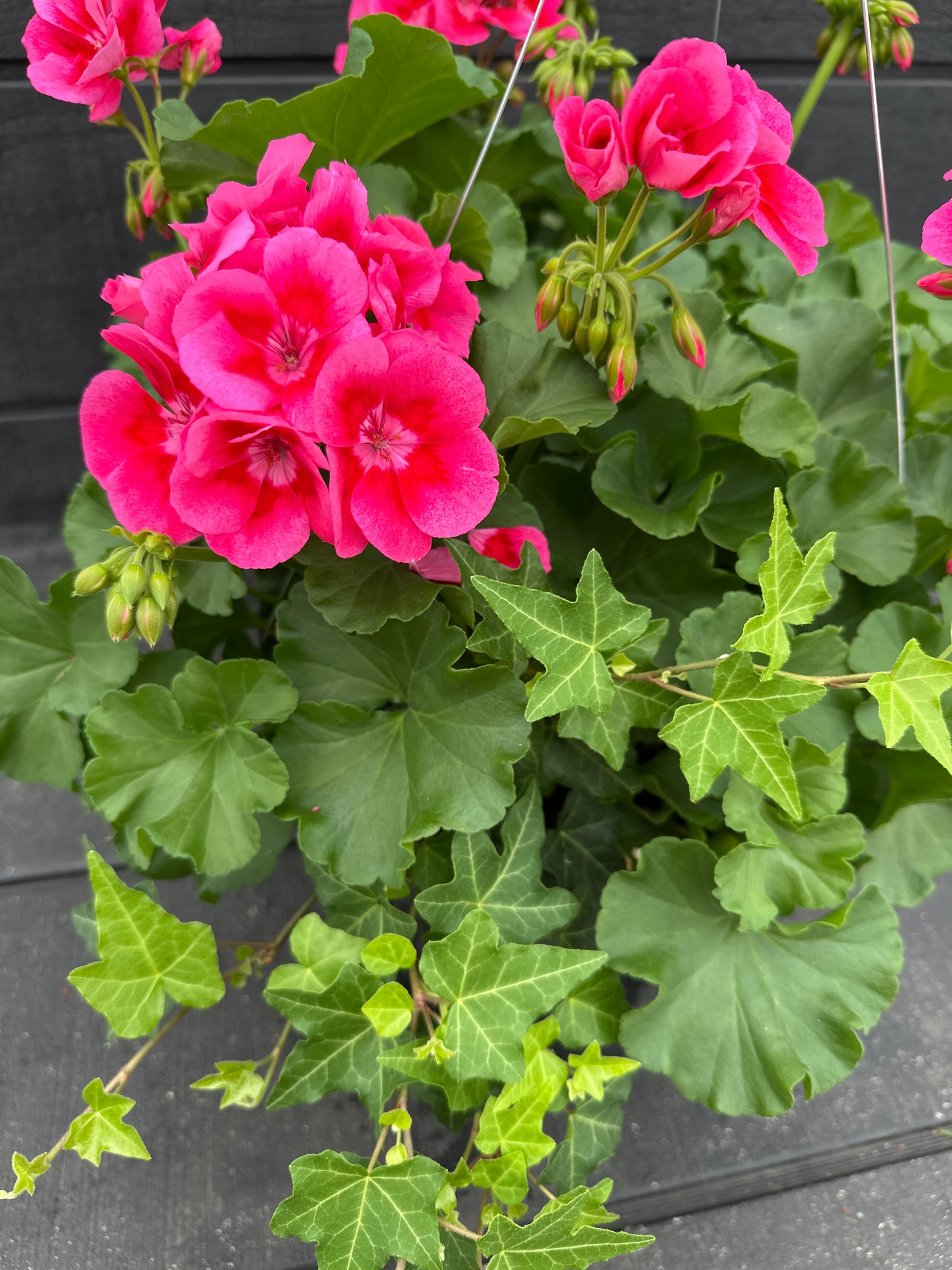BASKET #51 - 10'' HANGING BASKET