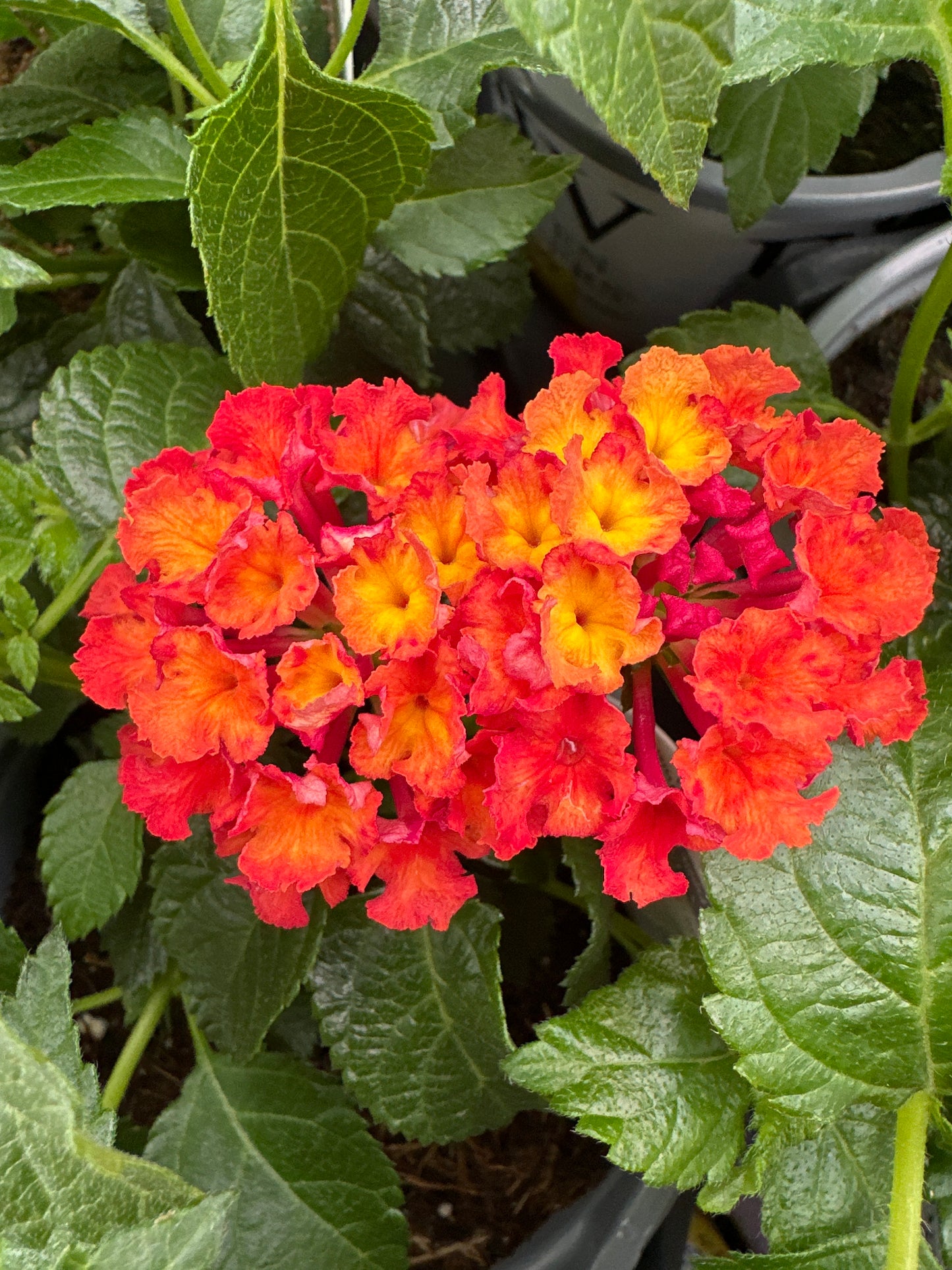 LANTANA LUSCIOUS ROYALE RED ZONE - QUART POT