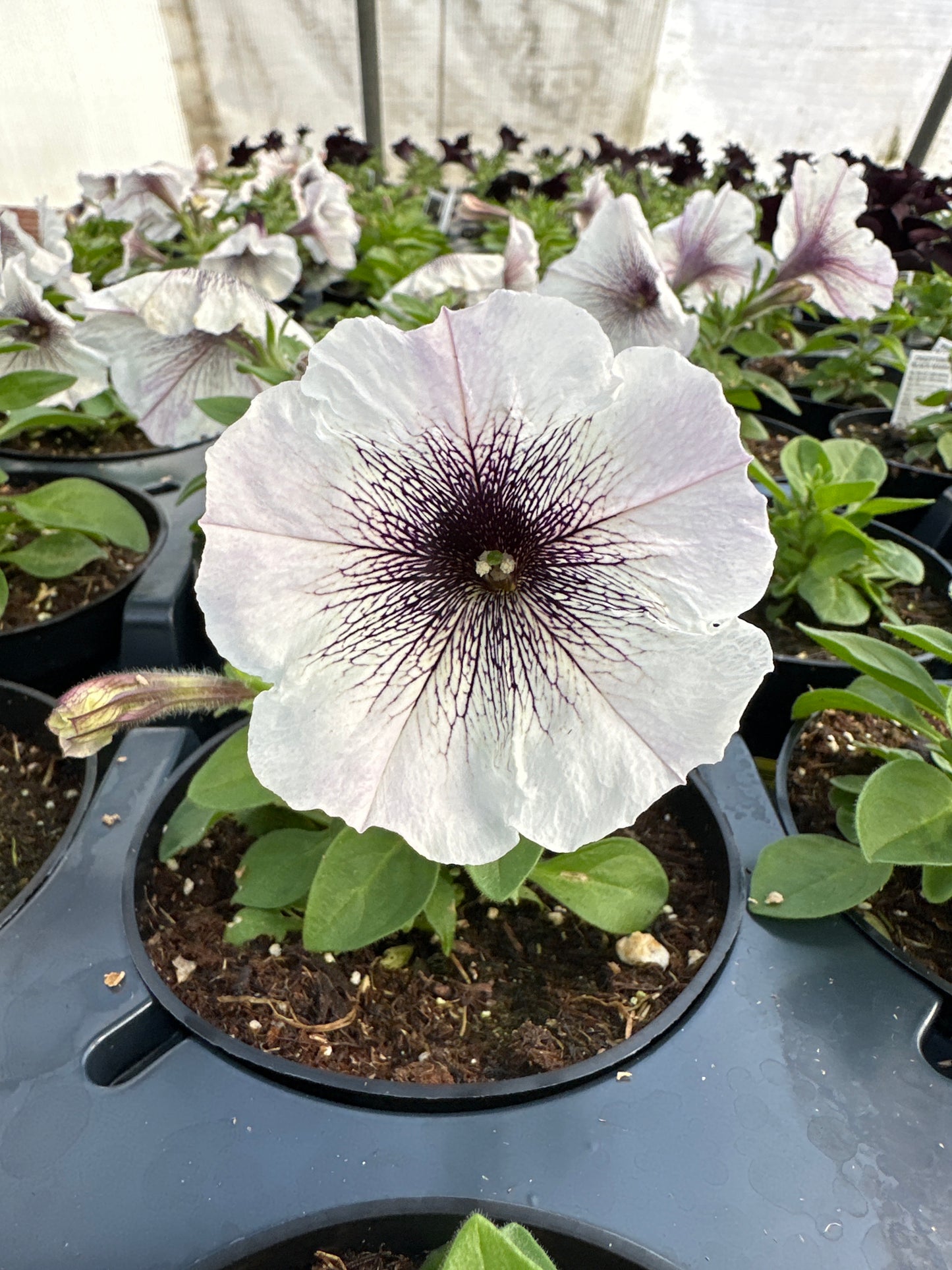 PETUNIA CRAZYTUNIA BLACK AND WHITE - 4'' POT