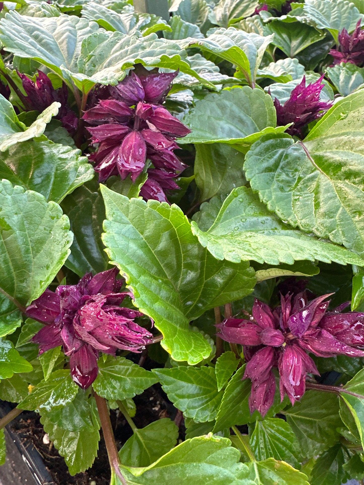 SALVIA VISTA PURPLE - FLAT OF 48 PLANTS