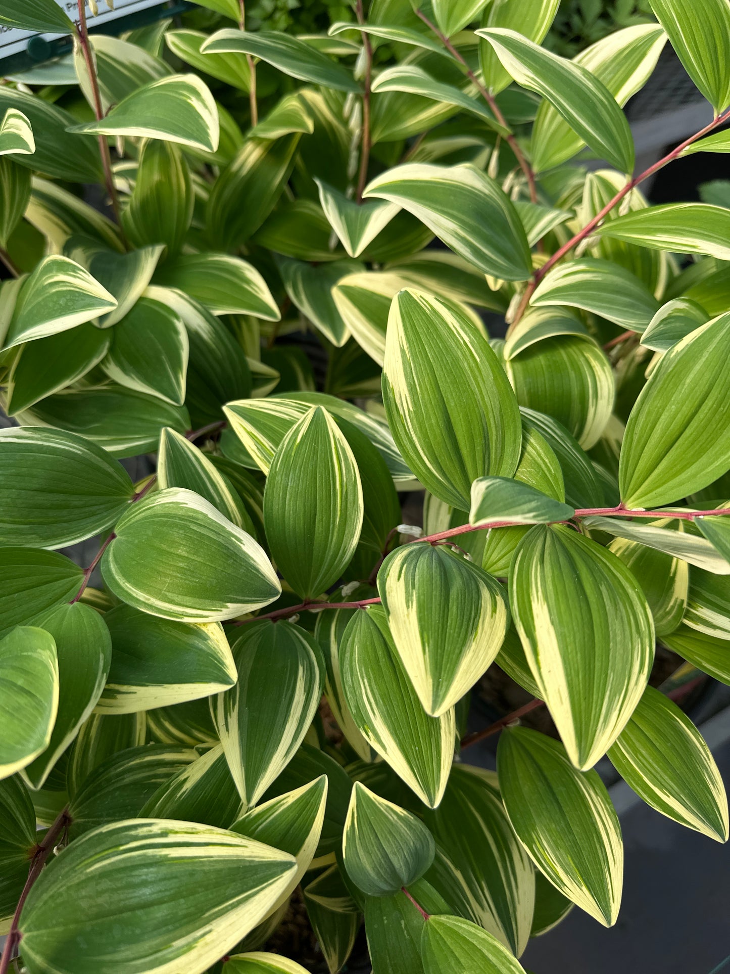 POLYGONATUM ODORATUM VARIEGATUM