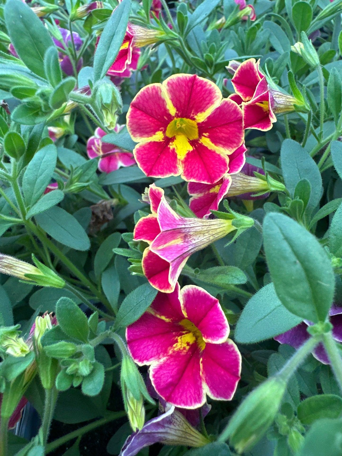 CALIBRACHOA SUPERBELLS CARDINAL STAR - QUART POT