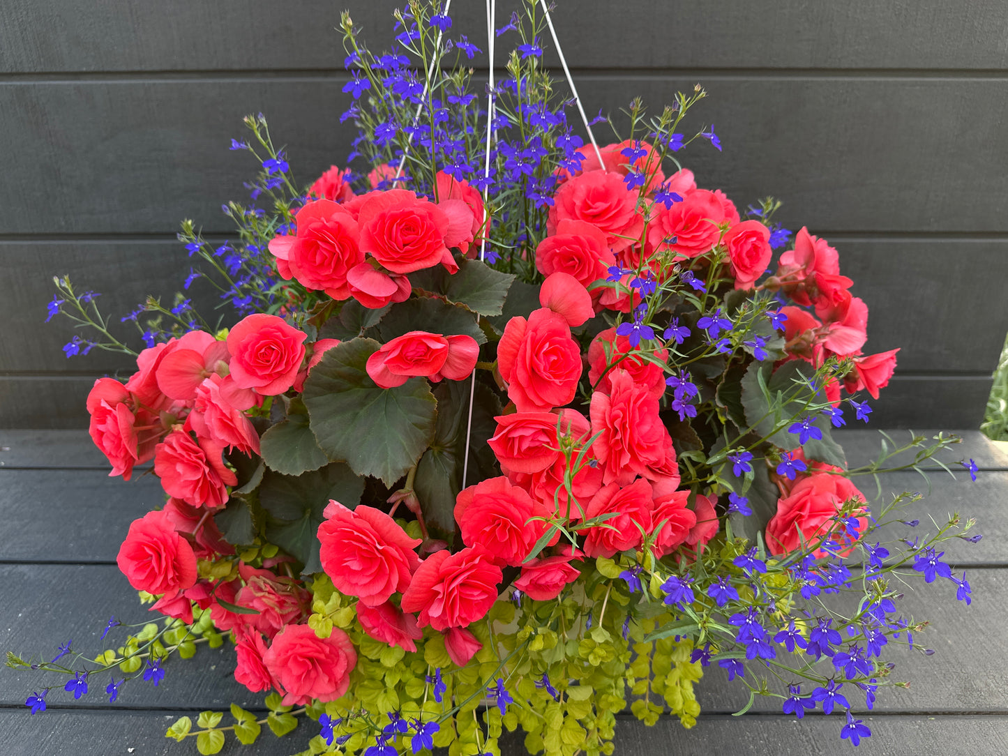 BASKET #5 - 14" HANGING BASKET