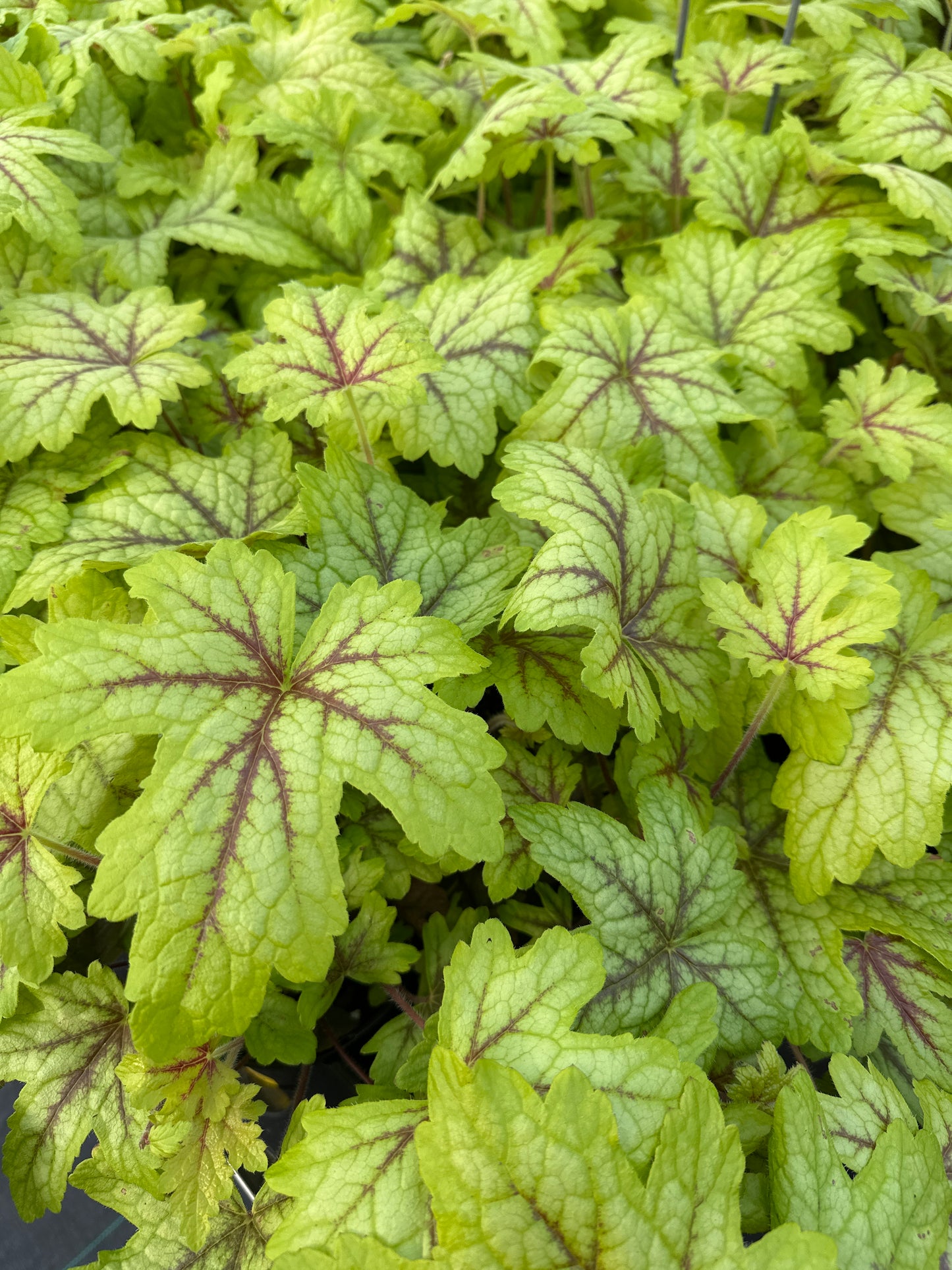 HEUCHERELLA ALABAMA SUNRISE - QUART POT