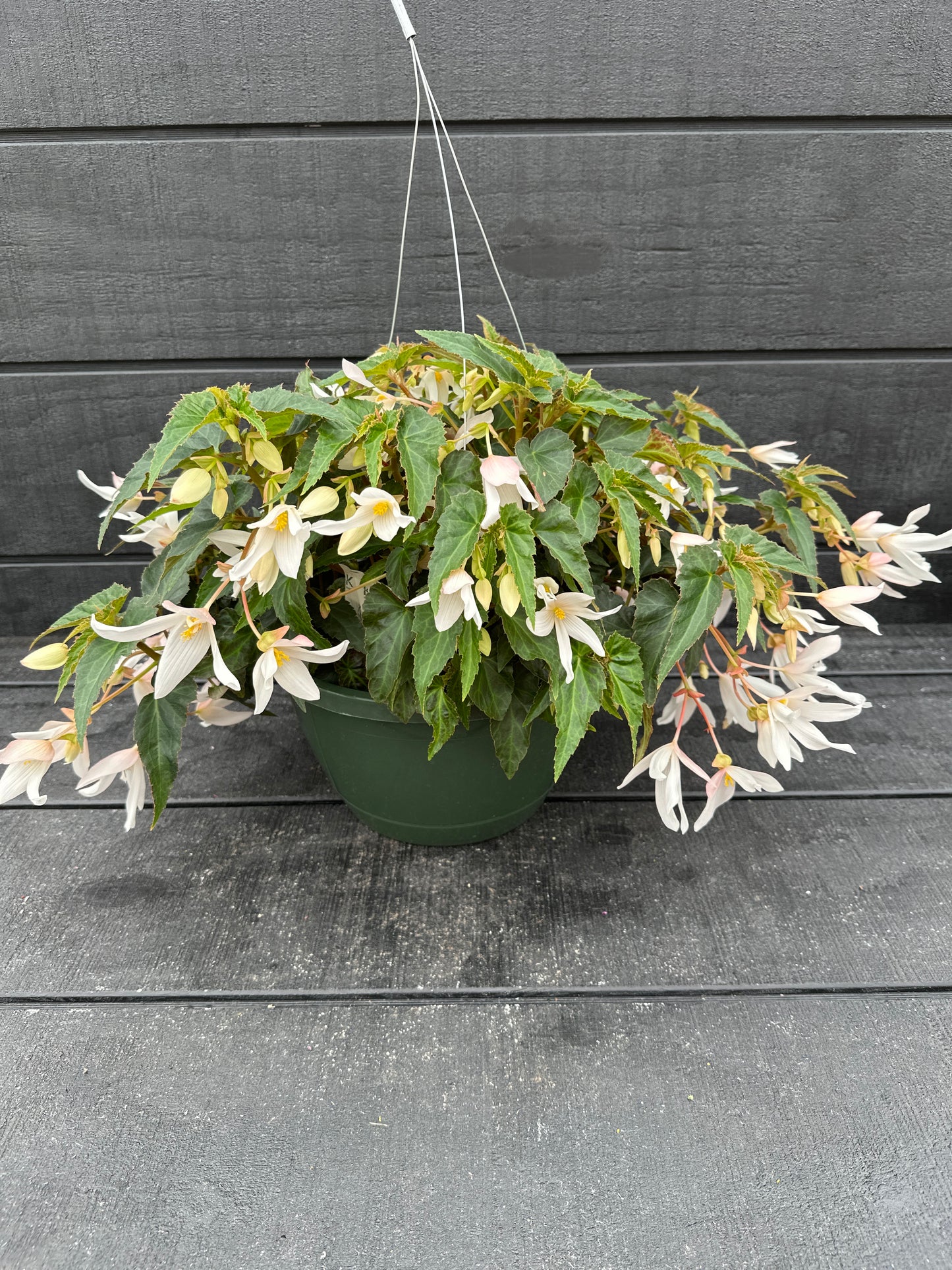 BEGONIA ENCANTO WHITE - 10'' HANGING BASKET