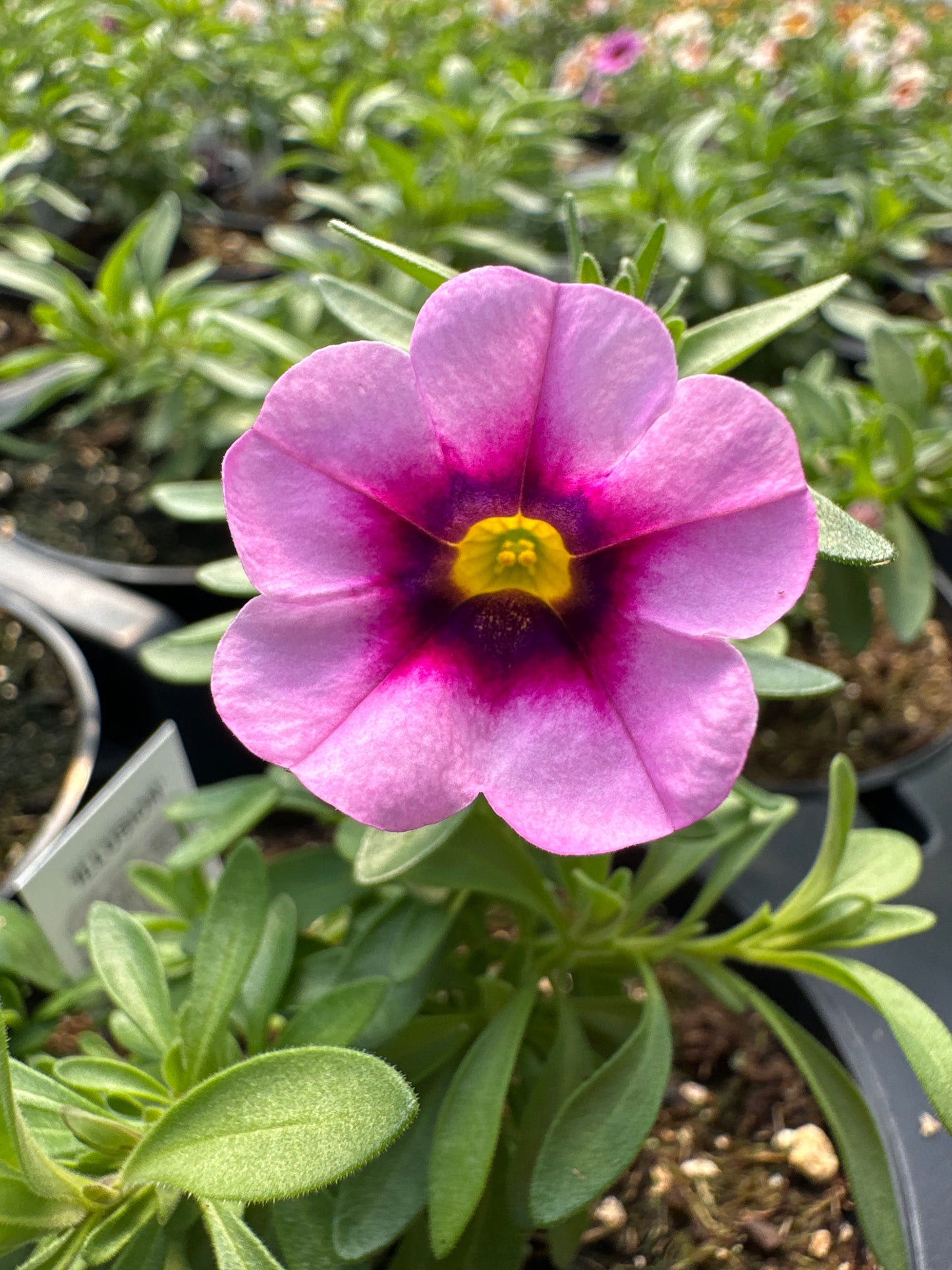 CALIBRACHOA CALILOCO ILLUSION - 4'' POT