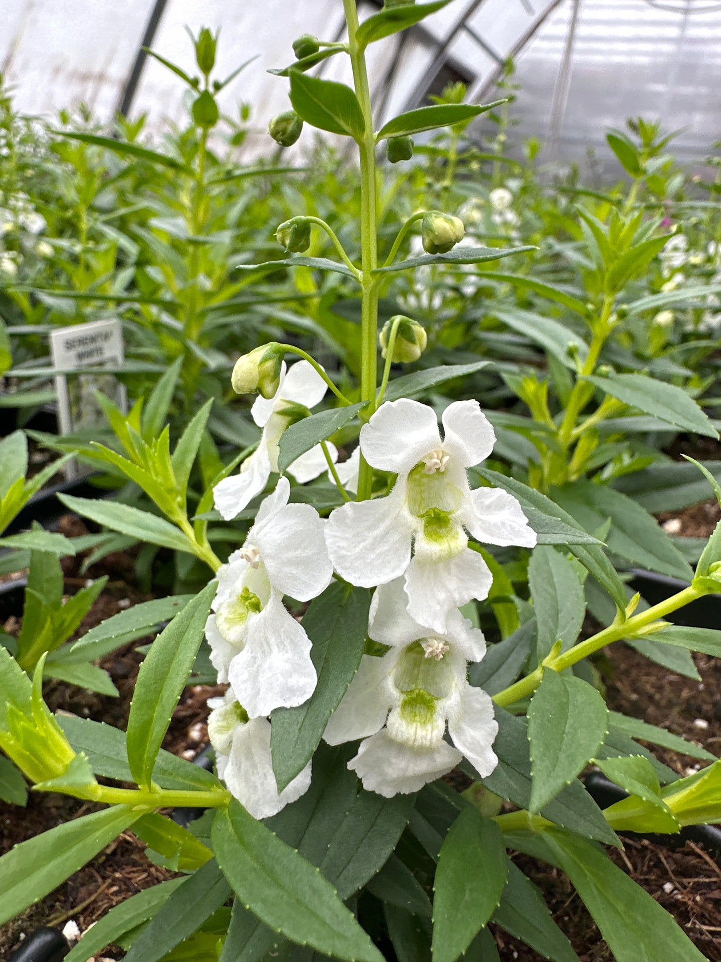 ANGELONIA SERENITA WHITE - JUMBO 6 PACK
