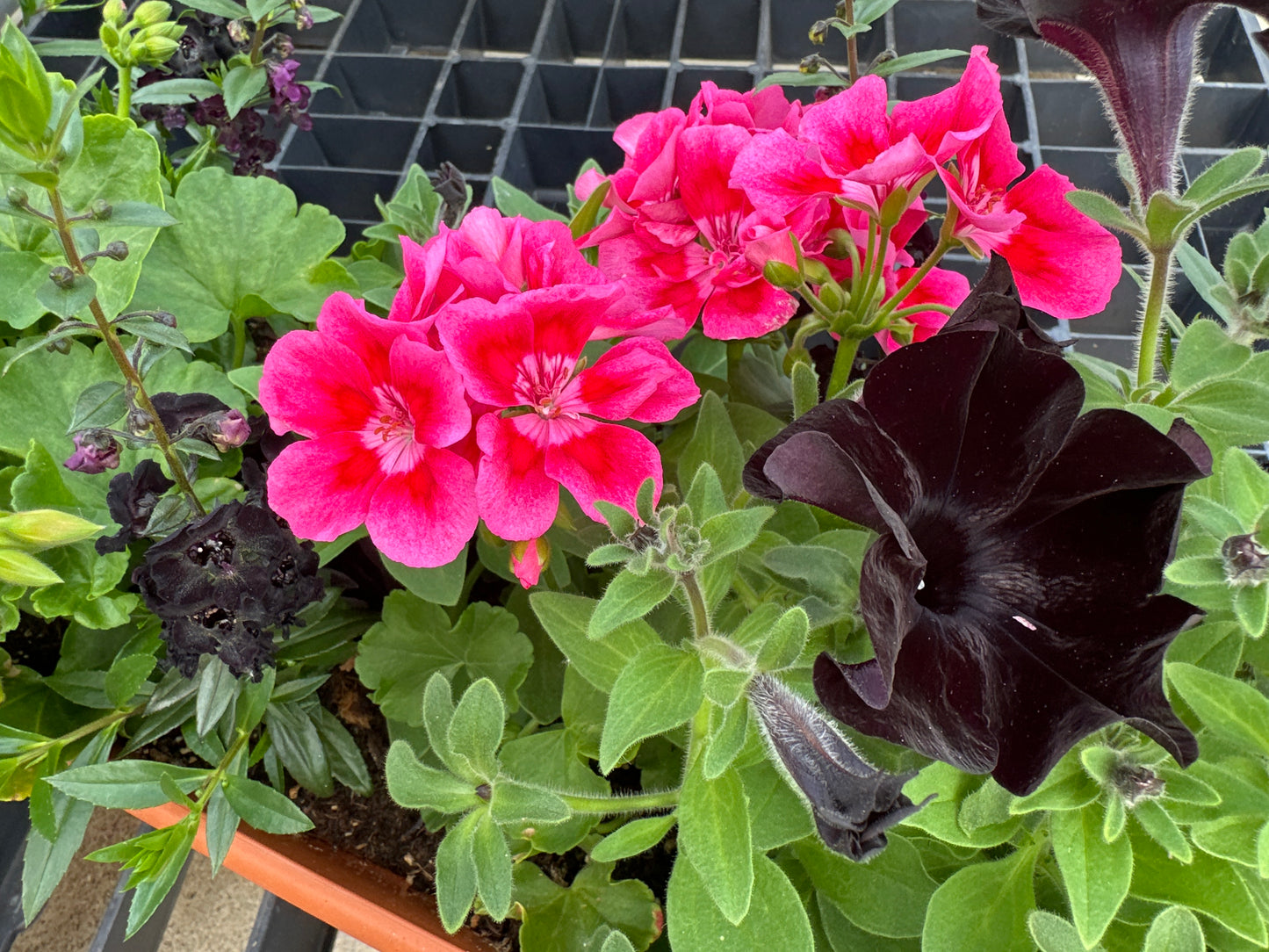 COMBO #11 - 30" WINDOW BOX